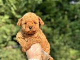 ÜST KALİTE POODLE BEBEKLERİMİZ