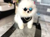 Ayıcıkkkk Pomeranian Boo Tedy Bear Erkek