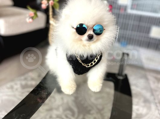 Ayıcıkkkk Pomeranian Boo Tedy Bear Erkek görsel
