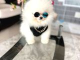 Ayıcıkkkk Pomeranian Boo Tedy Bear Erkek