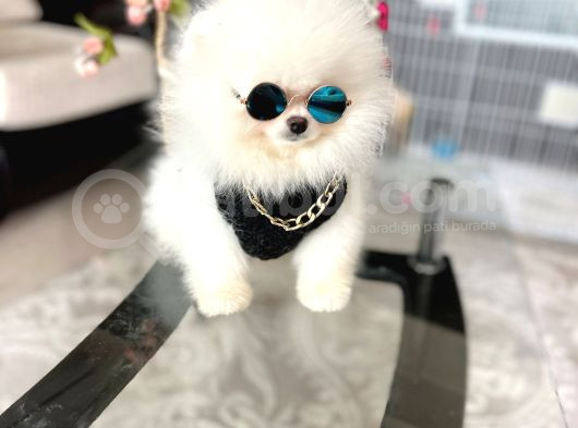 Ayıcıkkkk Pomeranian Boo Tedy Bear Erkek görsel