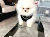 Ayıcıkkkk Pomeranian Boo Tedy Bear Erkek