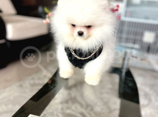 Ayıcıkkkk Pomeranian Boo Tedy Bear Erkek görsel