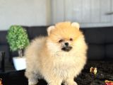 ORANGE POMERANİAN BOO AYICIK YAVRUMUZ
