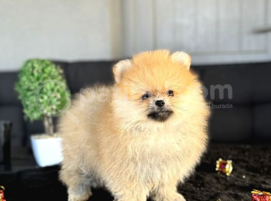 Orange Pomerani̇an Boo Ayicik Yavrumuz