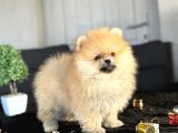 Orange Pomerani̇an Boo Ayicik Yavrumuz