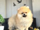 Orange Pomerani̇an Boo Ayicik Yavrumuz
