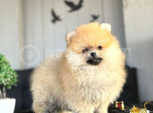 Orange Pomerani̇an Boo Ayicik Yavrumuz görsel