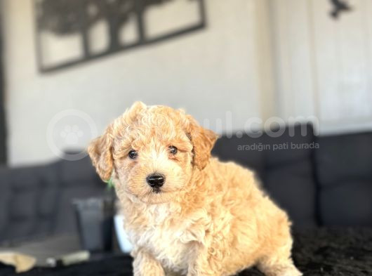 Oriji̇nal Tüy Dökmez Koku Yapmaz Malti̇poo Bebekler görsel