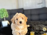 Oriji̇nal Tüy Dökmez Koku Yapmaz Malti̇poo Bebekler