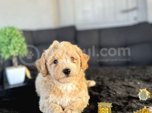 Oriji̇nal Tüy Dökmez Koku Yapmaz Malti̇poo Bebekler