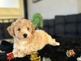 Oriji̇nal Tüy Dökmez Koku Yapmaz Malti̇poo Bebekler