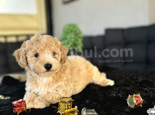 Oriji̇nal Tüy Dökmez Koku Yapmaz Malti̇poo Bebekler görsel