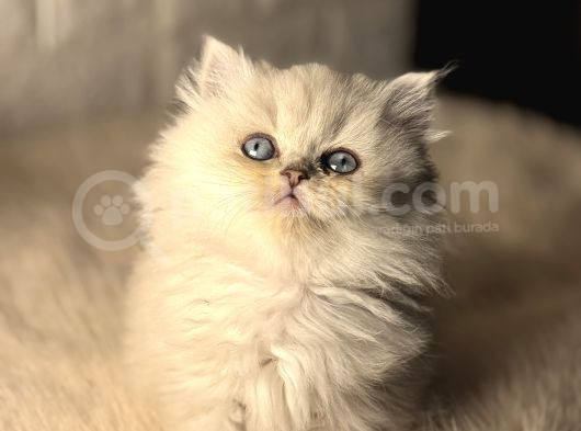 A Kalite Bri̇ti̇sh Ve Scotti̇hler