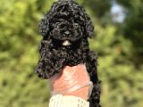 SİYAH TOY POODLE A kalite BEBEKLER GARANTİLİ