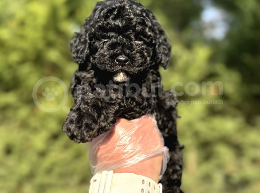 Si̇yah Toy Poodle A Kalite Bebekler Garanti̇li̇
