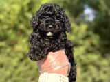Si̇yah Toy Poodle A Kalite Bebekler Garanti̇li̇