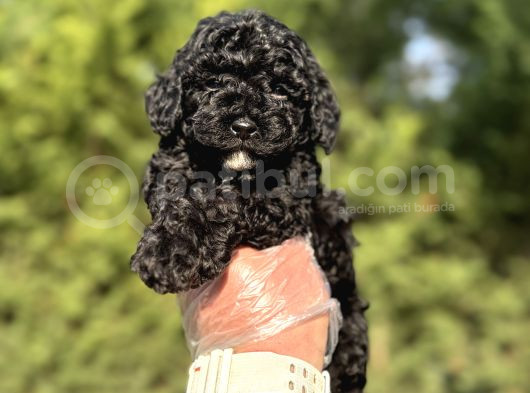 Si̇yah Toy Poodle A Kalite Bebekler Garanti̇li̇ görsel