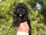 Si̇yah Toy Poodle A Kalite Bebekler Garanti̇li̇