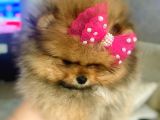 Teacup Pomeranian Boo Dişi
