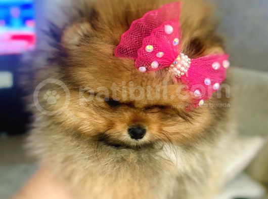 Teacup Pomeranian Boo Dişi görsel