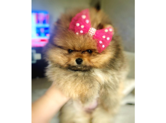 Teacup Pomeranian Boo Dişi