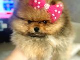 Teacup Pomeranian Boo Dişi