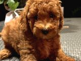 Tooy Poodle Cinsi Yavrular Dişi Erkek Mevcuttur
