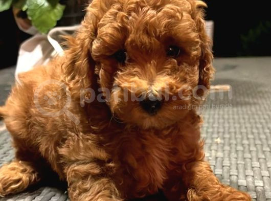 Tooy Poodle Cinsi Yavrular Dişi Erkek Mevcuttur görsel