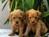 Mini boy puppy kıpkırmızı Red TOOY POODLE