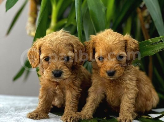 Mini Boy Puppy Kıpkırmızı Red Tooy Poodle