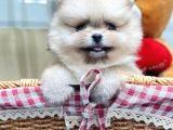 Ori̇ji̇nal Safkan Pomerani̇an Boo Yavrularimiz Her Renk Mevcut