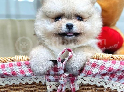 Ori̇ji̇nal Safkan Pomerani̇an Boo Yavrularimiz Her Renk Mevcut görsel