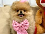 Secereli̇ Ori̇ji̇nal Teddy Bear Yavrularimiz