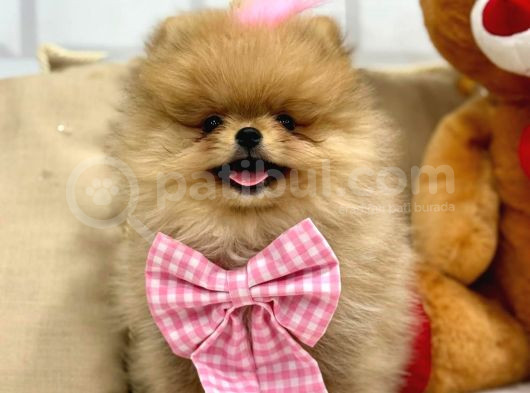 Secereli̇ Ori̇ji̇nal Teddy Bear Yavrularimiz görsel