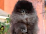 Özel Renk Teddy Bear Face Pomerani̇an Boo