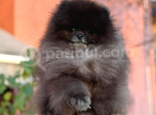 Özel Renk Teddy Bear Face Pomerani̇an Boo görsel