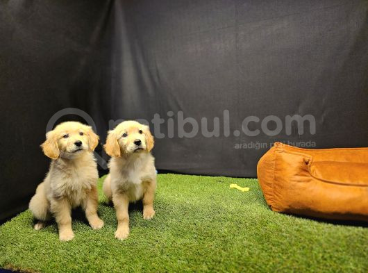 Club K9 Güvencesiyle Safkan Golden Retriever Yavruları görsel