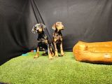 Club K9 Güvencesiyle Güçlü Ve Sadık Doberman Yavruları