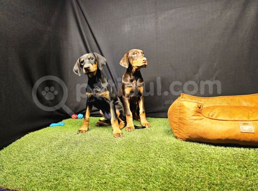Club K9 Güvencesiyle Güçlü Ve Sadık Doberman Yavruları görsel