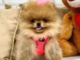Secereli̇ Ori̇ji̇nal Teddy Bear Yavrularimiz