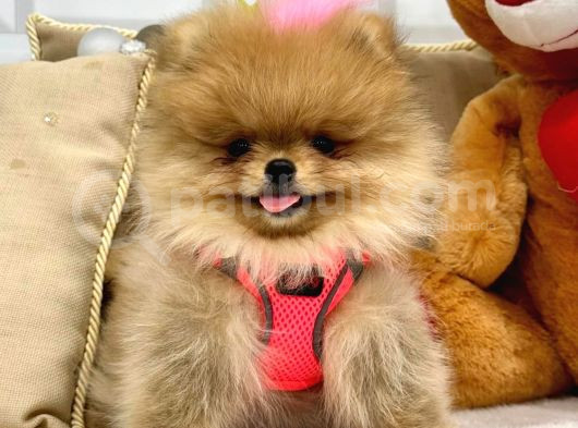 Secereli̇ Ori̇ji̇nal Teddy Bear Yavrularimiz görsel