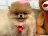 Secereli̇ Ori̇ji̇nal Teddy Bear Yavrularimiz