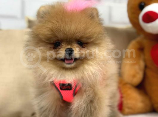 Secereli̇ Ori̇ji̇nal Teddy Bear Yavrularimiz görsel