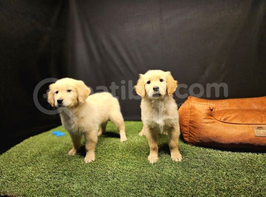 Club K9 Güvencesiyle Safkan Golden Retriever Yavruları görsel
