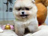 Ori̇ji̇nal Safkan Pomerani̇an Boo Yavrularimiz Her Renk Mevcut