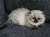 Top Kafa Longhair Güzellik