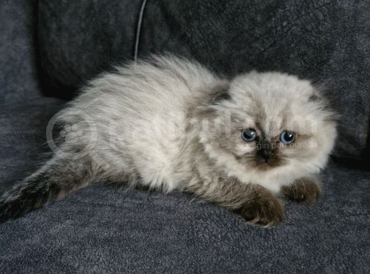 Top Kafa Longhair Güzellik görsel