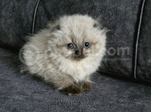 Top Kafa Longhair Güzellik görsel
