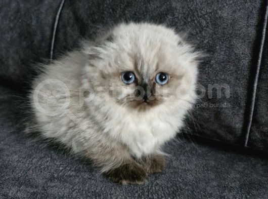 Top Kafa Longhair Güzellik görsel